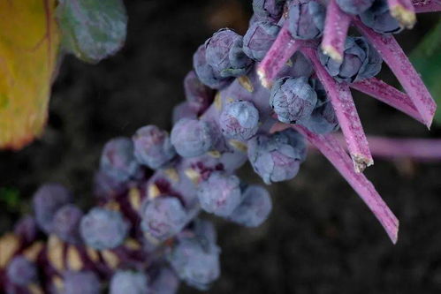 基因組編輯專(zhuān)利問(wèn)題 技術(shù)咨詢(xún)視角下糧食未來(lái)的隱憂